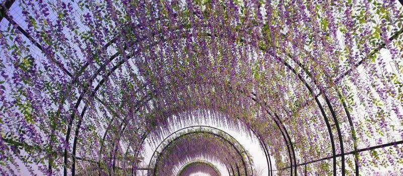 Wuhu Liulang Wetland Flower Sea