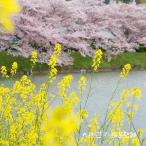 大井関公園