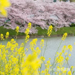 大井関公園