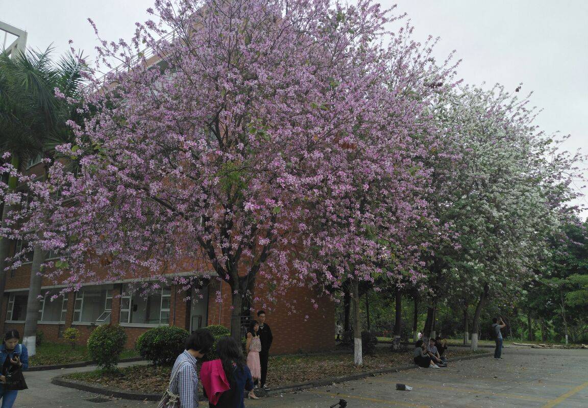 華南農業大學樹木園