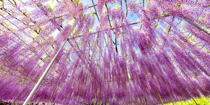 足利花卉公園