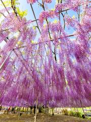 Ashikaga Flower Park