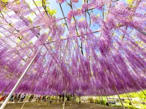 Parco floreale di Ashikaga