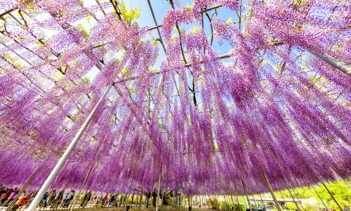 Ashikaga Flower Park