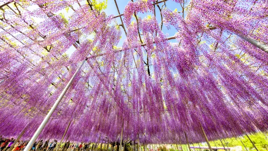 足利花卉公園