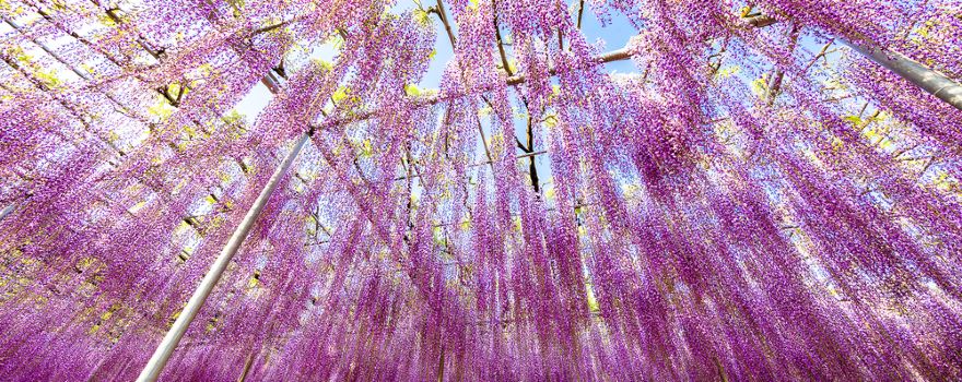 Ashikaga Flower Park