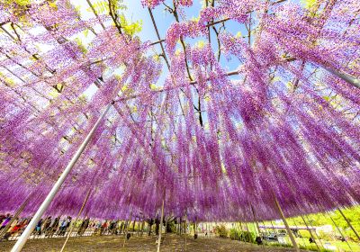 Ashikaga Flower Park