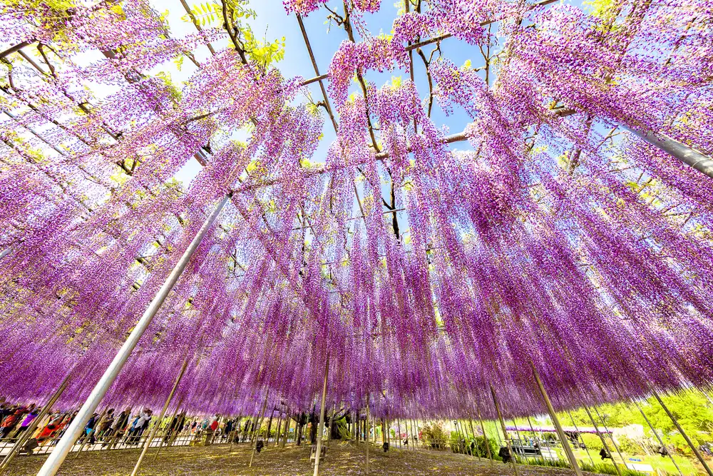 Hotels near Ashikaga Flower Park