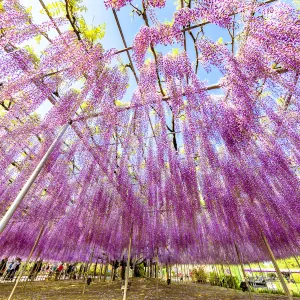 足利花卉公園