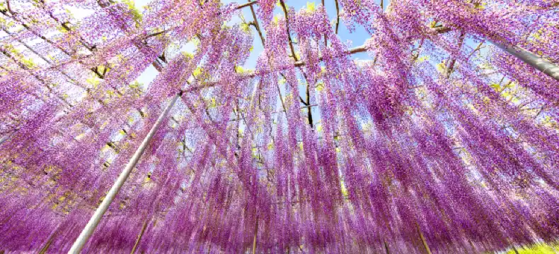 โรงแรมในอาชิคางะ