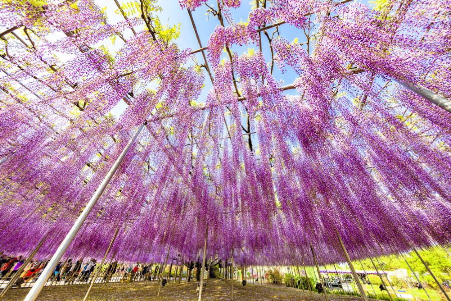 足利花卉公園