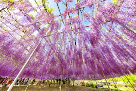Ashikaga Flower Park