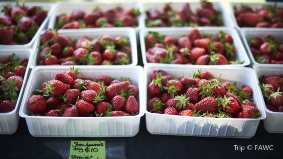 Hawkes Bay Farmers Market