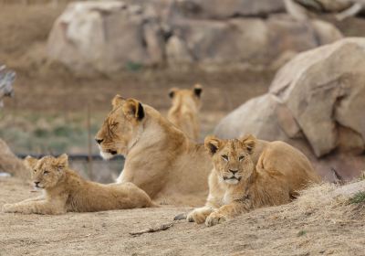 zoo di Denver