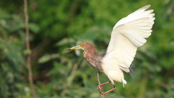 Hongzehu Vernacular Botanical Garden