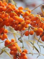 Seabuckthorn Forest Wetland Park Scenic Area