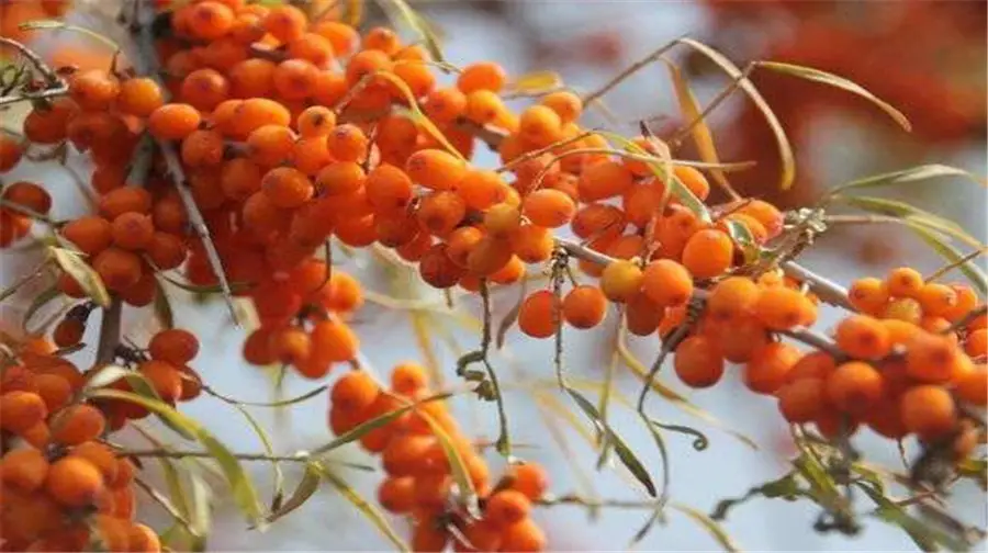 Seabuckthorn Forest Wetland Park Scenic Area