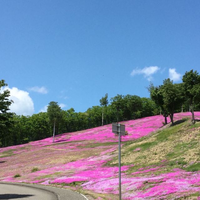 Shibazakura Takinoue Park