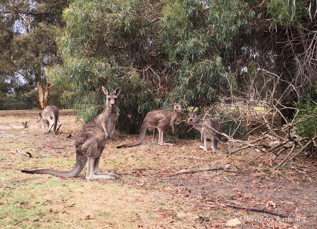 Anglesea