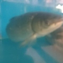 SI TONG HUO YU User Photo