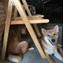 Inu Cafe User Photo