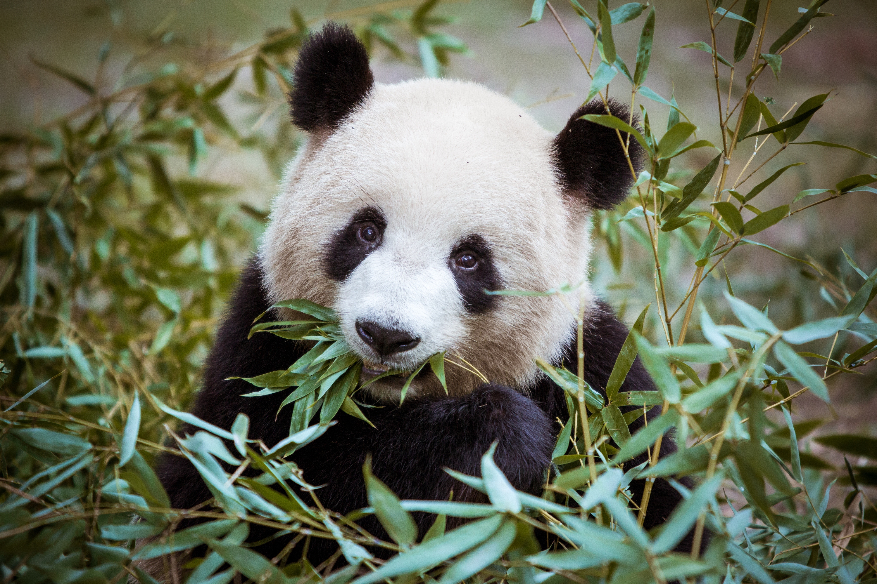 臥龍大熊貓自然保護區最新資訊、特色及評價| Trip.com