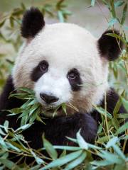 臥龍大熊貓自然保護區