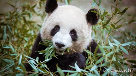 Wolong Giant Panda Nature Reserve