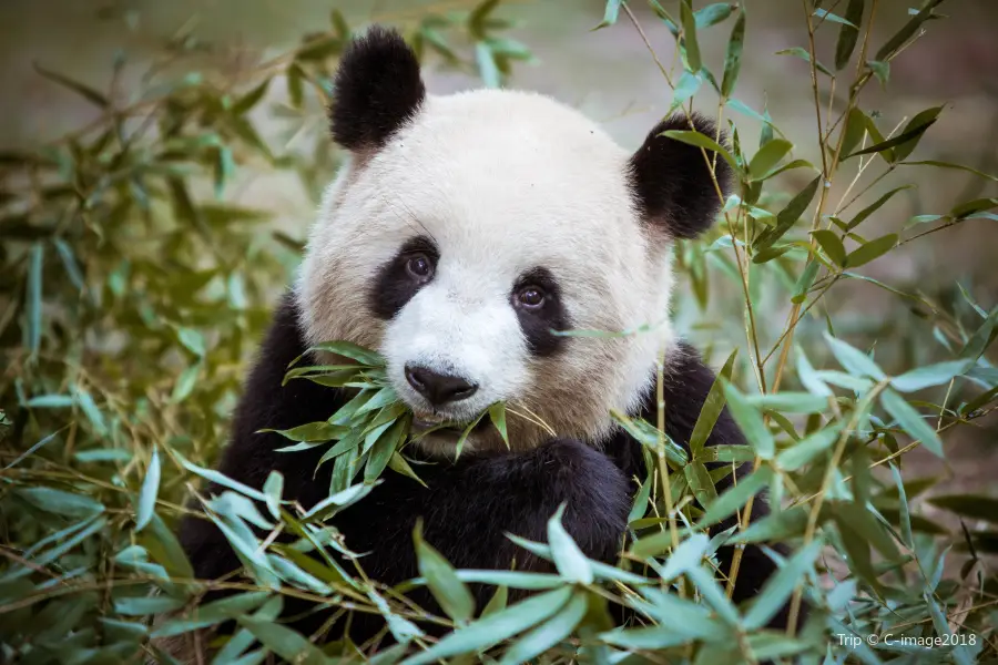 Wolong Giant Panda Nature Reserve