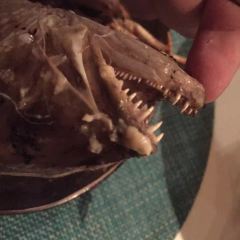 Fish User Photo