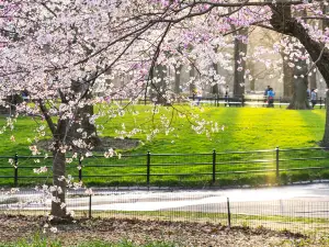 Migliori 8 Fioriture Primaverili a New York