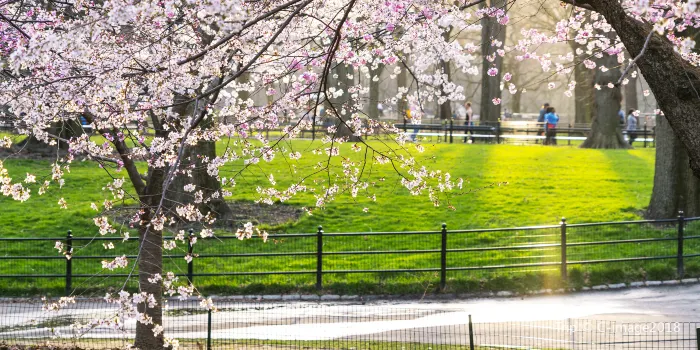Central Park image 1