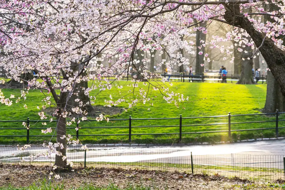 5_Central Park