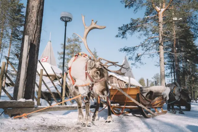 Snow Sledding in Rovaniemi