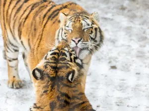 Siberia Tiger Park