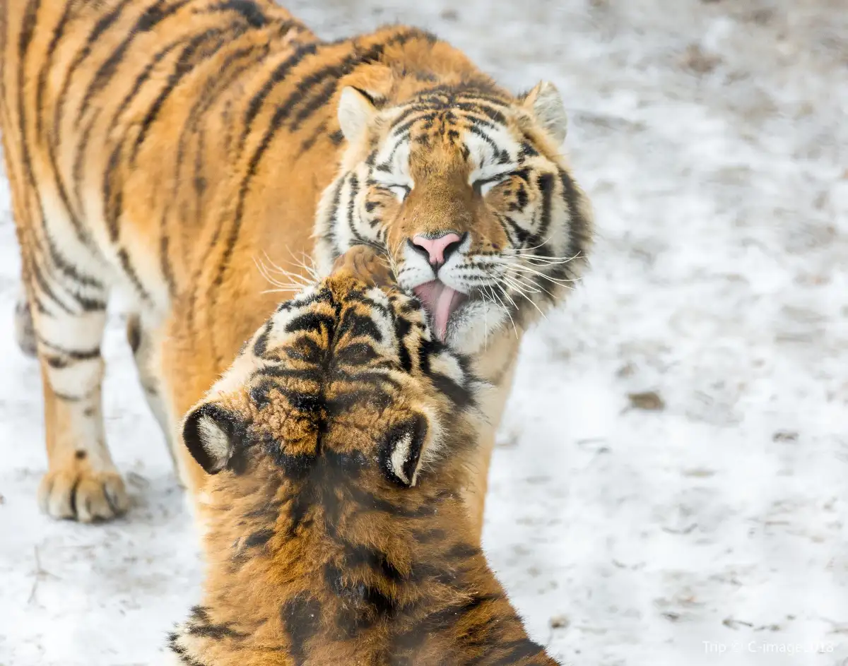 Siberian Tiger Park Harbin