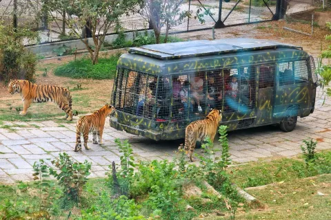 Safari Park Shenzhen
