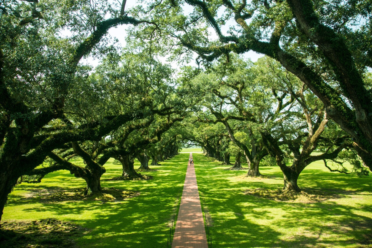 Mushroom Jun's America's Wanderlust
 USA, New Orleans

 If you want to learn about the history of Louisiana, then the Oak Manor and Cotton Farm near New Orleans is a good place to start. Cotton is abundant in northern Louisiana, with large sugar cane fields in the middle, rice growing in the southern marshes, and plantations throughout the state. The black slaves from Africa are the main labor force here. The best film of the 86th Academy Awards, "Twelve Years of Slave", is about the story of the slaves in Louisiana. 

From New Orleans, the old road along the banks of the Mississippi River is turning northwest. There are many manors built more than two hundred years ago. This is a typical southern plantation in the United States. Oak Alley Plantation is a relatively close to New Orleans, only 17 miles away. This manor built in 1837-1839 is named after 28 huge oak trees in the courtyard, and because of these oak trees, It was once mistaken for the filming location of the movie "Gone with the Wind". 

Oak Manor started with sugar cane as its main business. Now it is open to outside visitors. The guide in the 19th century costume will take 50 minutes to lead the main building of the manor and enjoy the plantation master of the year. The style.