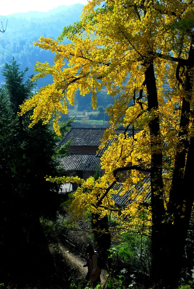 Ginkgo Viewing in Shaoguan