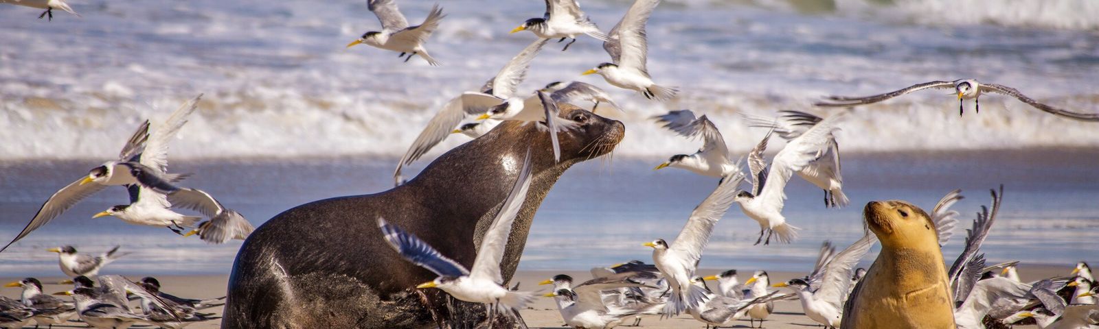 Seal BayTours de un día