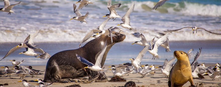 Kangaroo Island