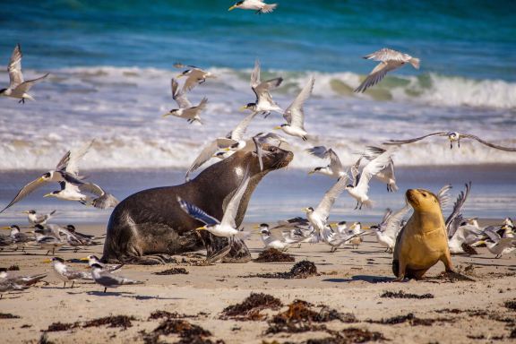 Seal Bay