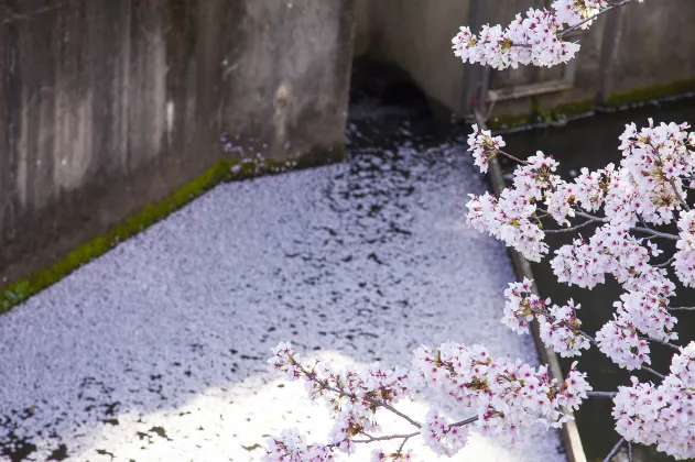 夢宅寺周辺のホテル