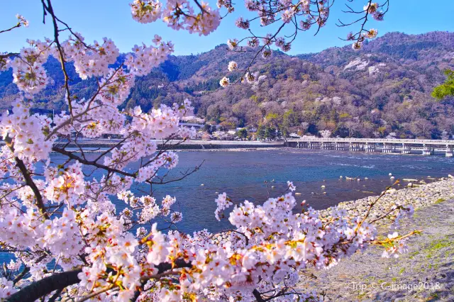 Blossom Viewing in Kyoto