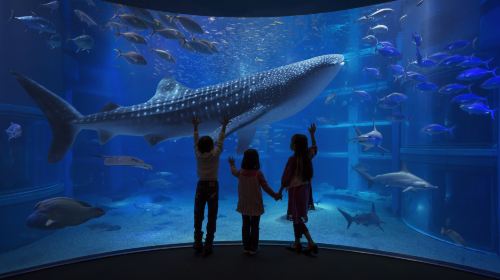 Osaka Aquarium Kaiyukan