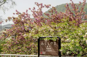 Arashiyama