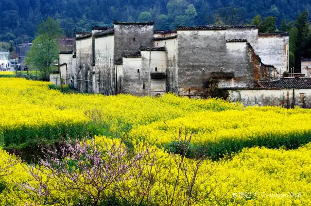 Rapeseed Flower Viewing in Shangrao