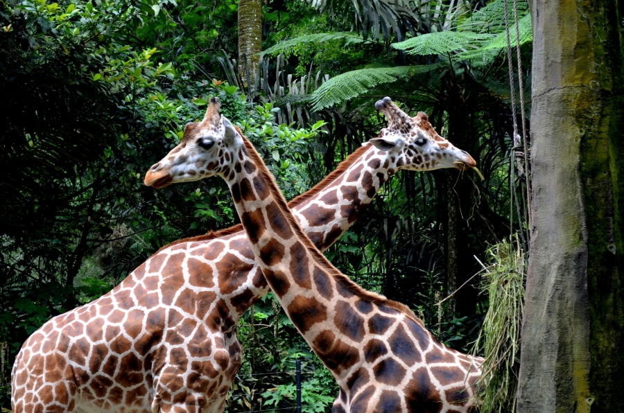 Jakarta, Indonesia: Taman Safari Indonesia Bogor + Kebun Raya Bogor [Sewa Kendaraan Pribadi Berbahas