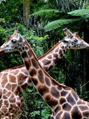 茂物野生動物園