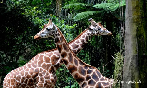 Taman Safari Indonesia Bogor